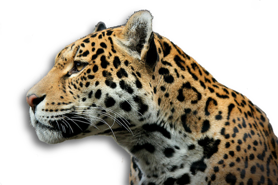 leopard_footer